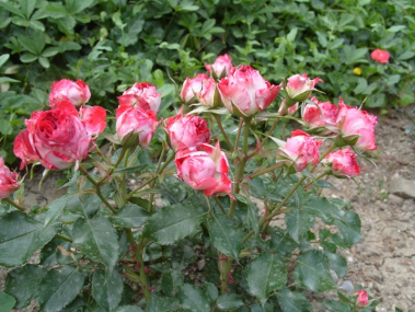 Роза миниатюрная